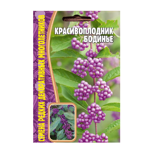 Красивоплодник Бодинье  7шт_10