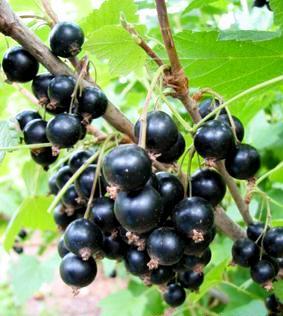 Смородина черная Бинар 1шт