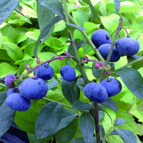 Голубика Норт Блю 1шт.