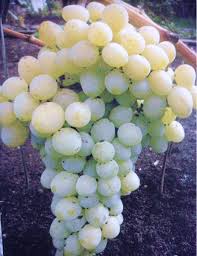 Виноград Белое Чудо плодовый 1шт.