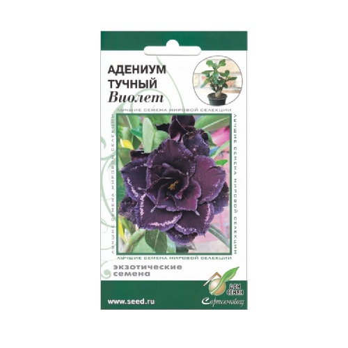 Адениум тучный Виолет 3 шт _10