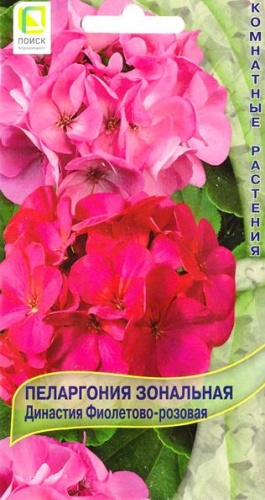 Пеларгония зональная Династия Фиолетово-розовая  5шт_10