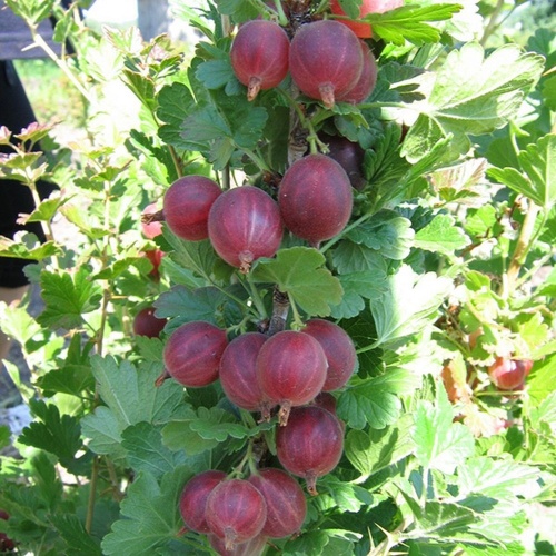 Крыжовник Краснославянский 1шт