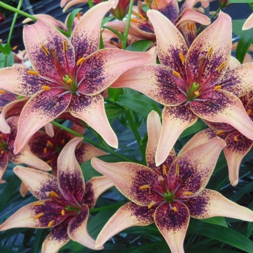 ecc6aa32c5f4850538f135d14e09d4d9