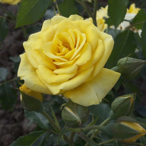 Роза Валенсия чайно-гибридная 1 шт_ Valencia  _20