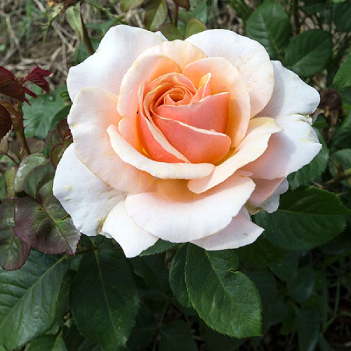 Роза Свит Леди чайно-гибридная 1шт _Sweet Lady _20