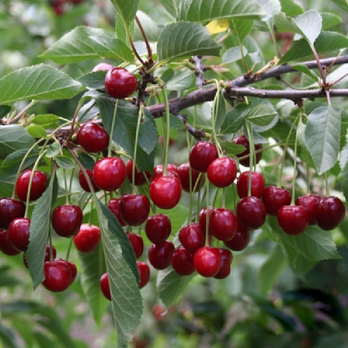 Вишня Тургеневка (подвой вишня Магалебская) (в сетке) 1шт