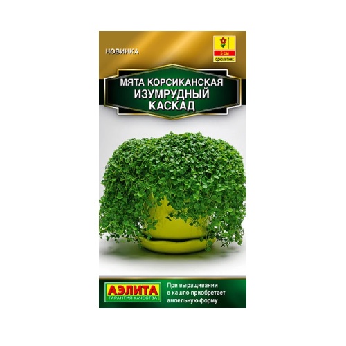 Мята Изумрудный каскад корсиканская 3шт _10
