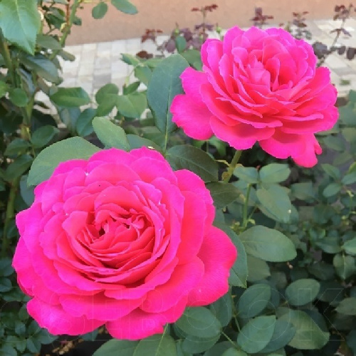 Роза Веласкес чайно-гибридная 1шт _Velasques _20