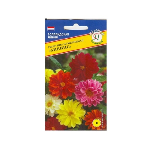 Георгина Анвинс изменчивая  20шт_10