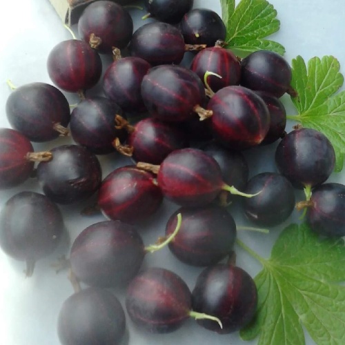 Крыжовник Владил 1 шт