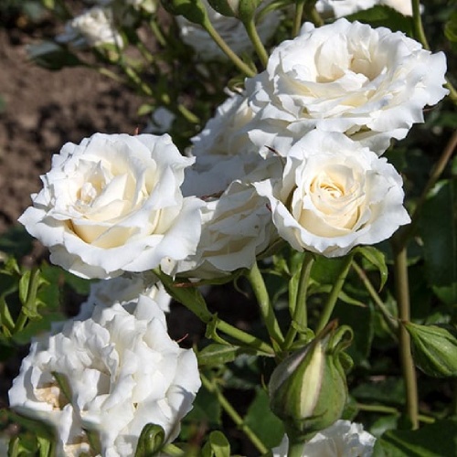 Роза Шнии Принцесс миниатюрная 1шт _Sсhnee Princess_20