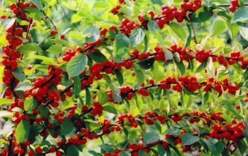 Вишня Лето войлочная 1шт