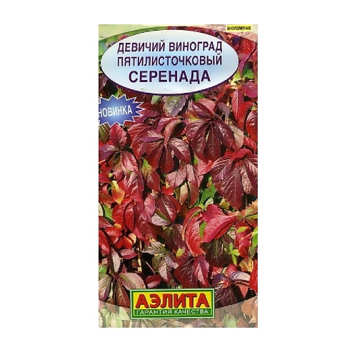 Виноград Девичий Серенада  10шт_10