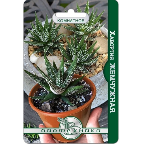 Хавортия Жемчужная 15шт  _5