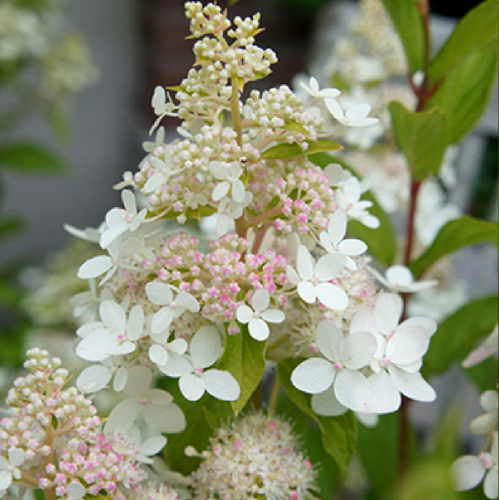 Гортензия метельчатая Конфетти 1шт