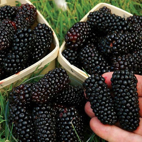 Ежевика Карака Блэк 1шт