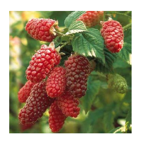 Ежемалина Тейберри Медана 1шт (Малинно-ежевичный гибрид) _1