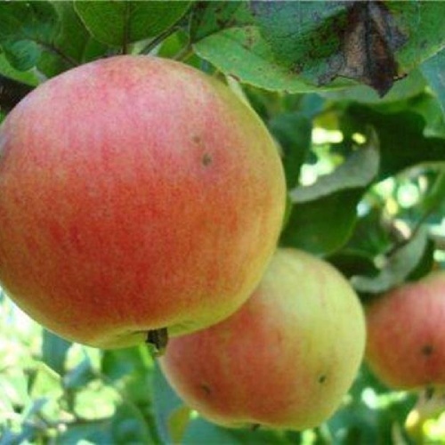 Яблоня Соколовское карликовая подвой семенной_ ранетка пурпуровая) 1шт.