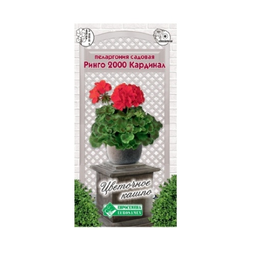 Пеларгония Ринго 2000 Кардинал садовая 3шт_10
