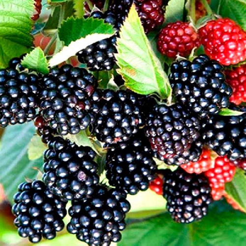 Ежевика Честер (бесшипный) 1шт _1