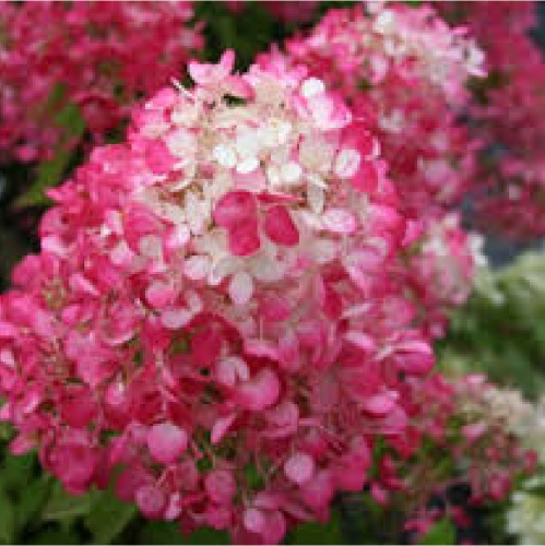Гортензия метельчатая Даймонд Руж 1шт.