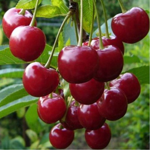 Вишня Ровесница 1шт.