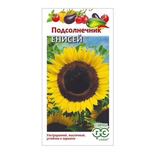 Подсолнечник Енисей  10гр_5_10