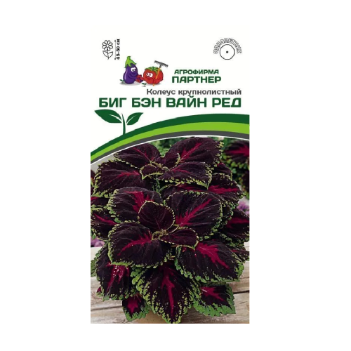 Колеус шлемниковидный Биг Бэн Вайн Ред 5шт_10