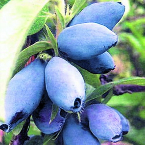 Жимолость Синяя птица cъедобная 1шт.