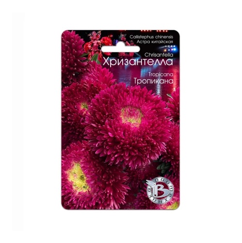 Астра Хризантелла Тропикана  30шт_5