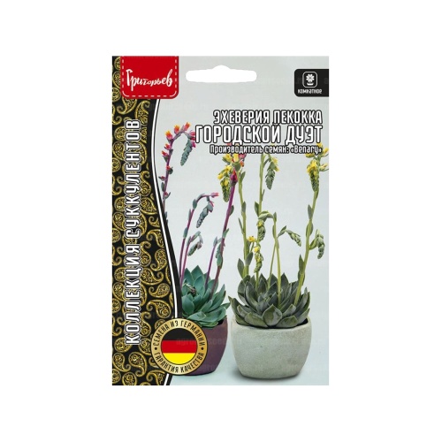 Эхеверия Городской Дуэт пекокка 3 шт _10
