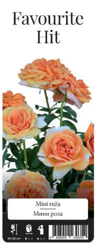 Роза Фейворит Хит  миниатюрная 1шт._1_10 
