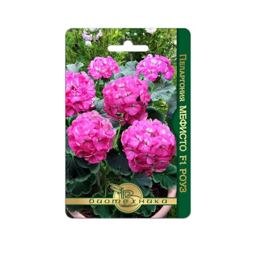 Пеларгония Мефисто F1 Роуз  5шт_5_10