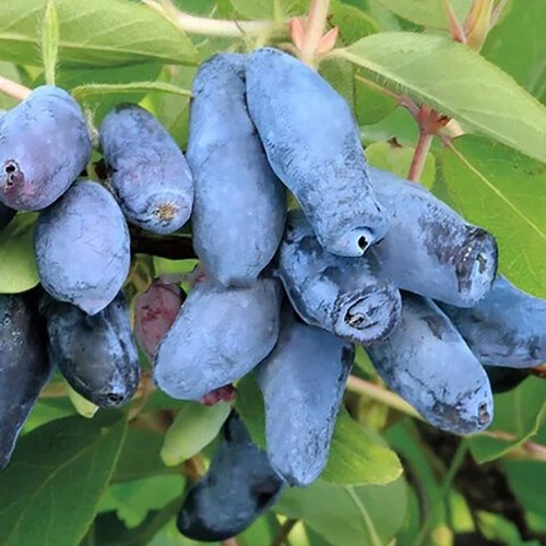 Жимолость Голубой десерт съедобная 1шт _1