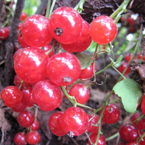 Смородина красная Сахарная 1шт