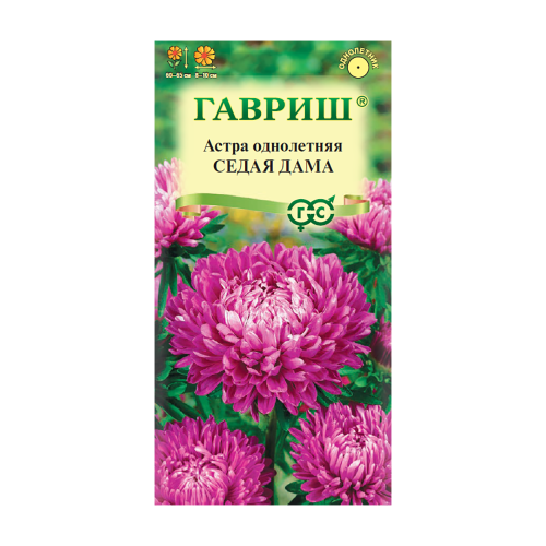 Астра Седая дама  0_3гр_10