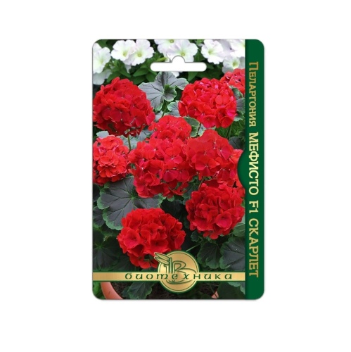 Пеларгония Мефисто F1 Скарлет  5шт_5_10