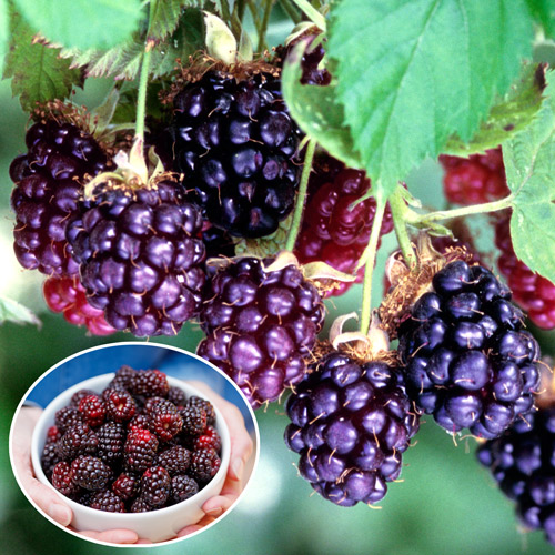 Ежемалина Бознберри 1шт