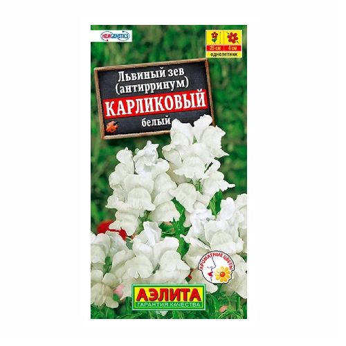 Львиный зев карликовый белый 10шт  _10