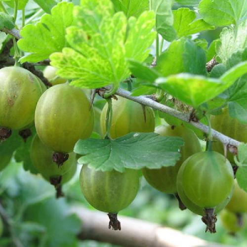 Крыжовник Малахит 1шт