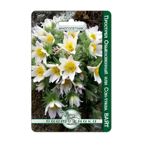 Прострел обыкновенный вайт 10-15шт _5