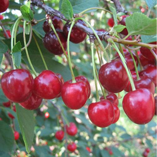 Вишня Жуковская 1шт.