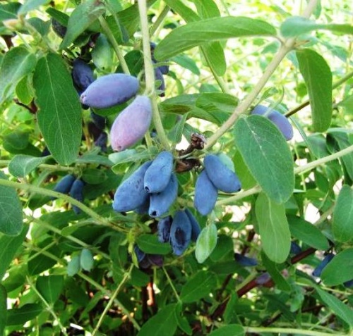 Жимолость Фиалка 1шт.