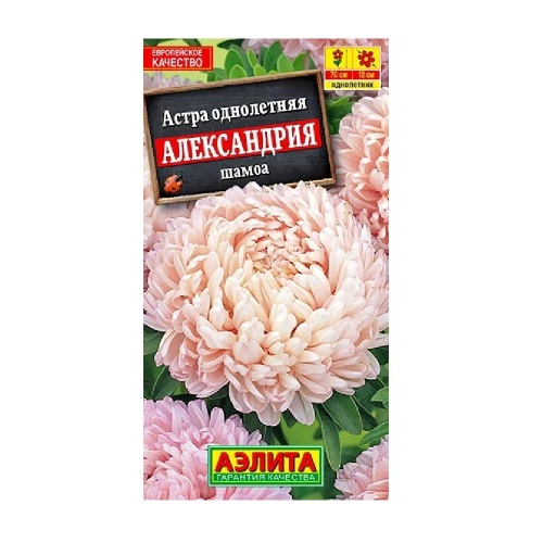 Астра Александрия шамоа  0_1гр_10