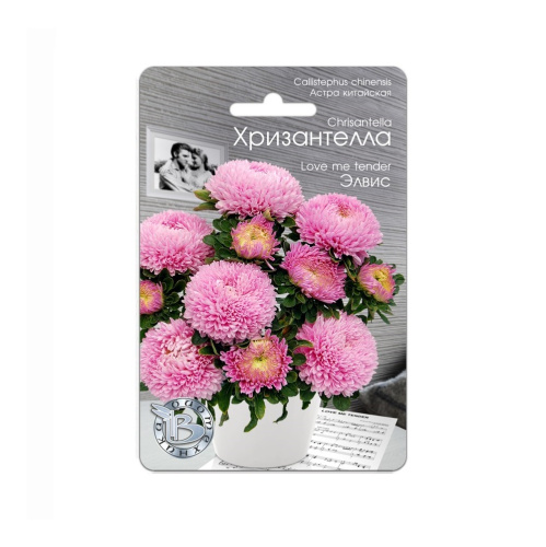 Астра Хризантелла Элвис  30шт_5