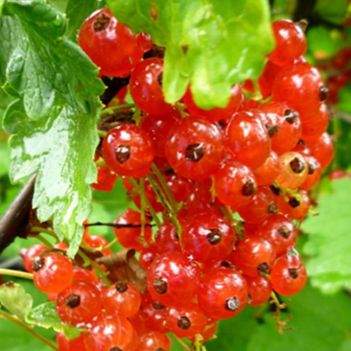 Смородина красная Голландская красная 1шт.