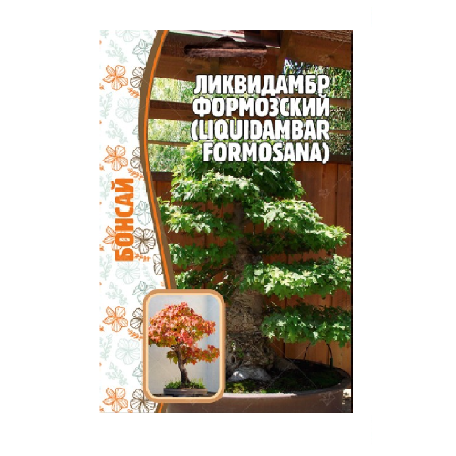 Ликвидамбар Формозский  10шт_10