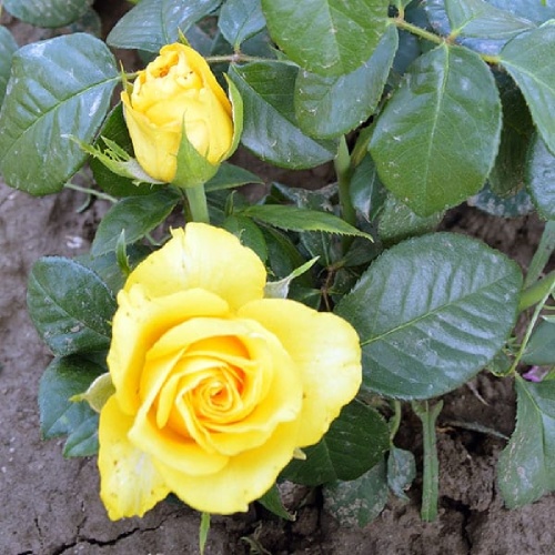 Роза Флавер Павер Голд флорибунда 1шт._Flower Power Gold_1_10