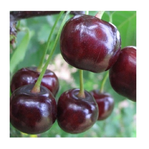 Вишня Факел (Дюк) (1-2х летка) (подвой вишня Магалебская) (в сетке)